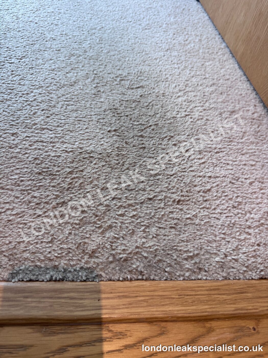Grey carpet meeting a timber threshold with a slightly darker, damp-looking area